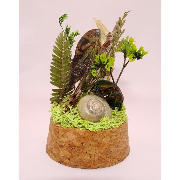 Cicada June Bug Snail Shell Luna Moth Wing Dried Flowers Oddity Jar taxidermy - Picture 2 of 14